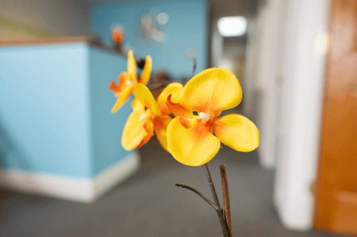 A flower at the NSO CPA Office